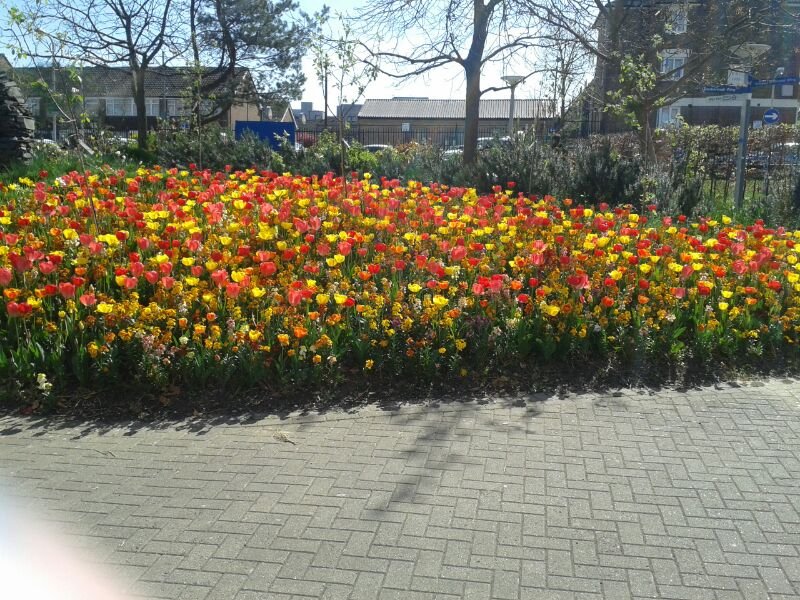 Tulips!